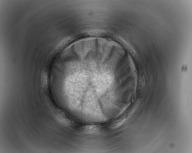 X0000099450117200805301521