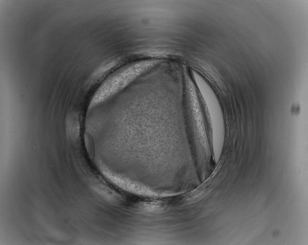 X0000099450120200805301521