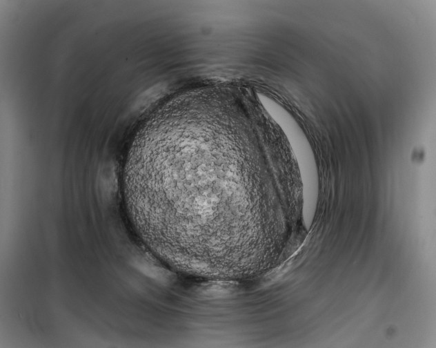 X0000099450128200805301521