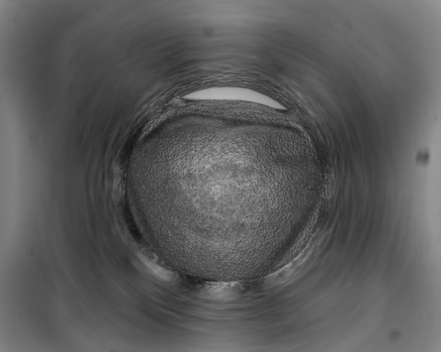 X0000099450136200805301521