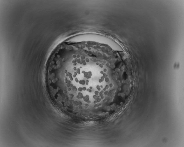 X0000099450152200805301520