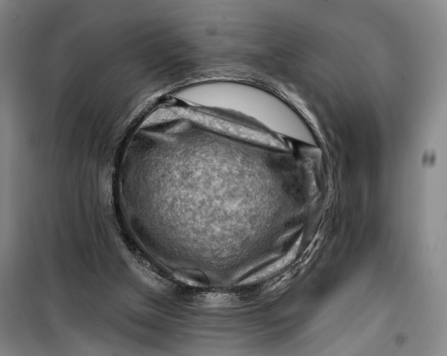 X0000099450154200805301520