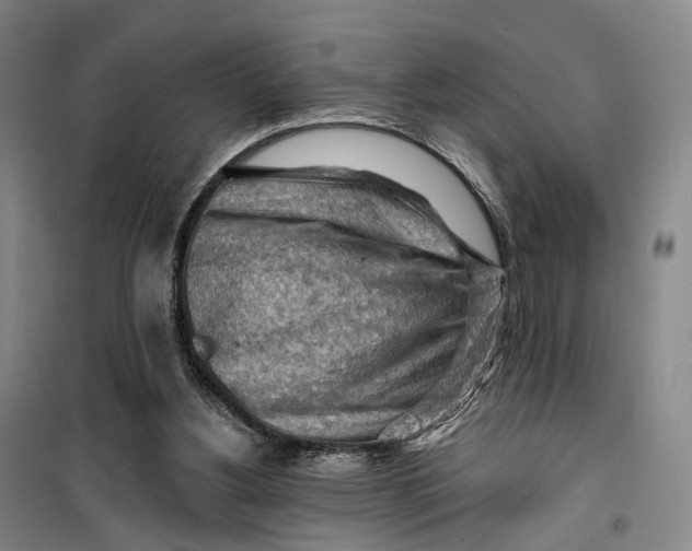 X0000099450156200805301520