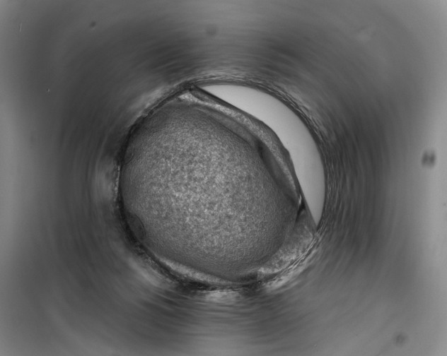 X0000099450168200805301520