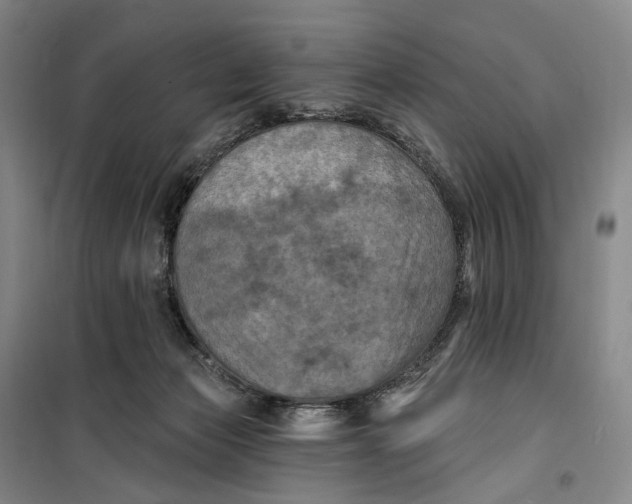 X0000099450173200805301520