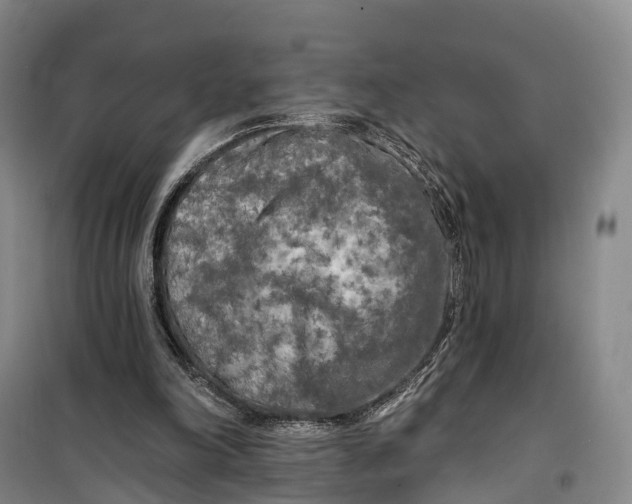 X0000099450198200805301520