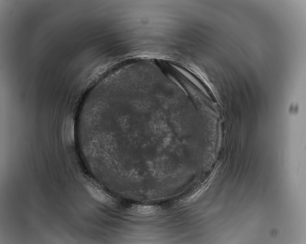 X0000099450205200805301520