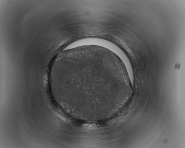 X0000099450211200805301520