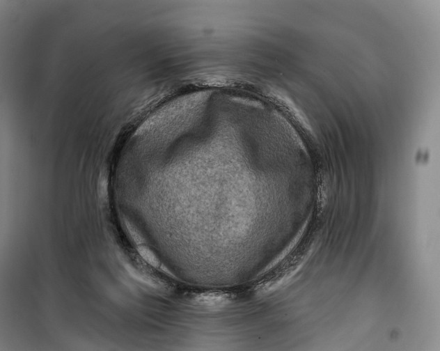 X0000099450213200805301520