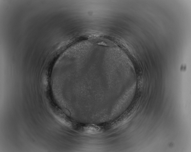 X0000099450215200805301520