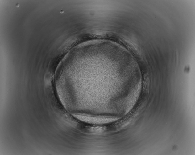 X0000099450225200805301520