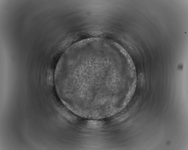 X0000099450234200805301519