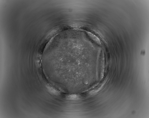 X0000099450237200805301519