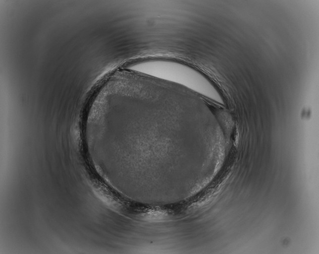 X0000099450256200805301519