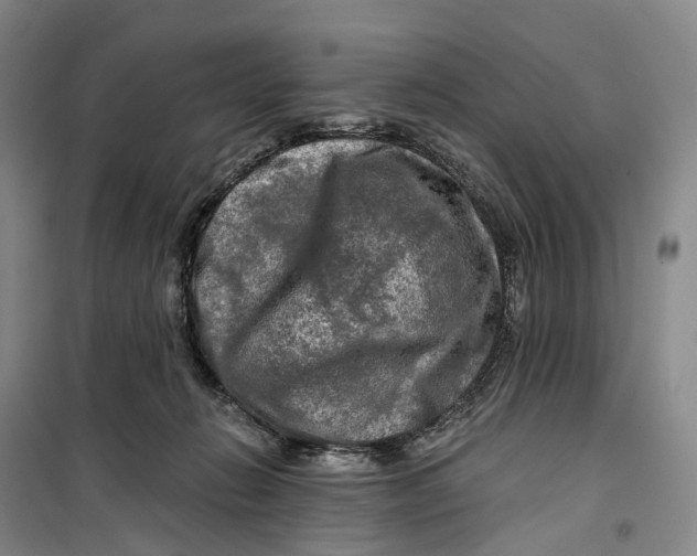 X0000099450270200805301519