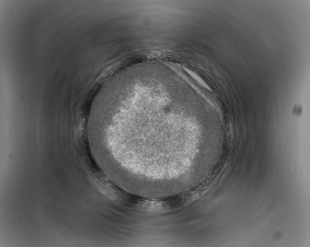 X0000099450276200805301519