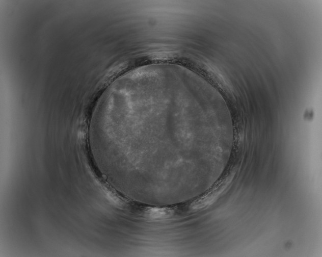 X0000099450277200805301519