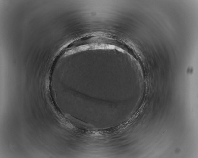 X0000099450297200805301519