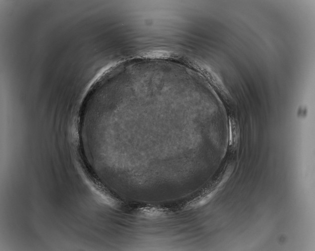 X0000099450300200805301518