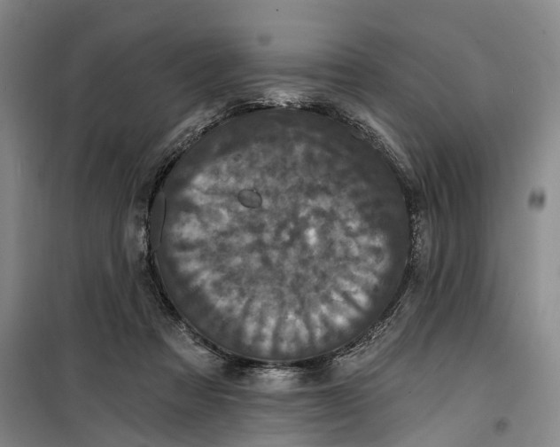 X0000099450313200805301518