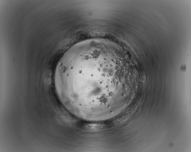 X0000099450323200805301518