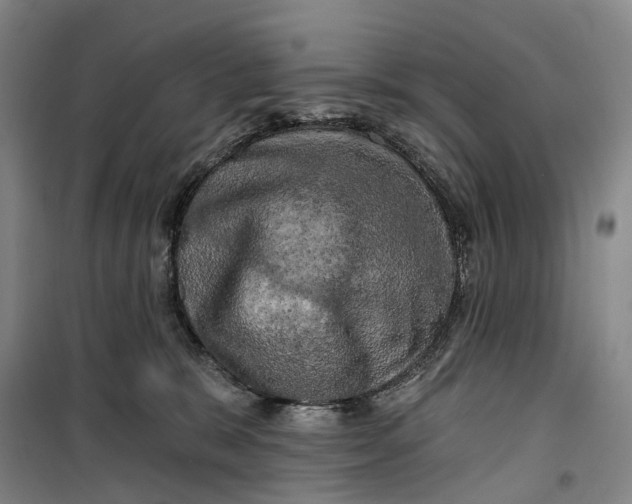 X0000099450327200805301518