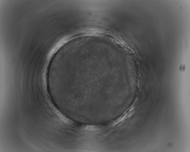 X0000099450341200805301517