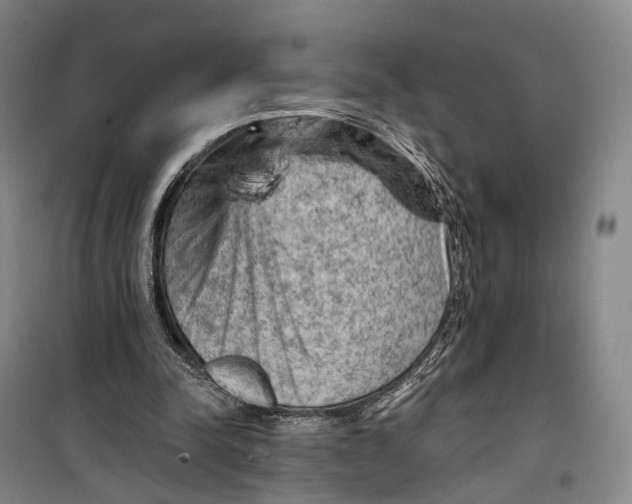 X0000099450342200805301517