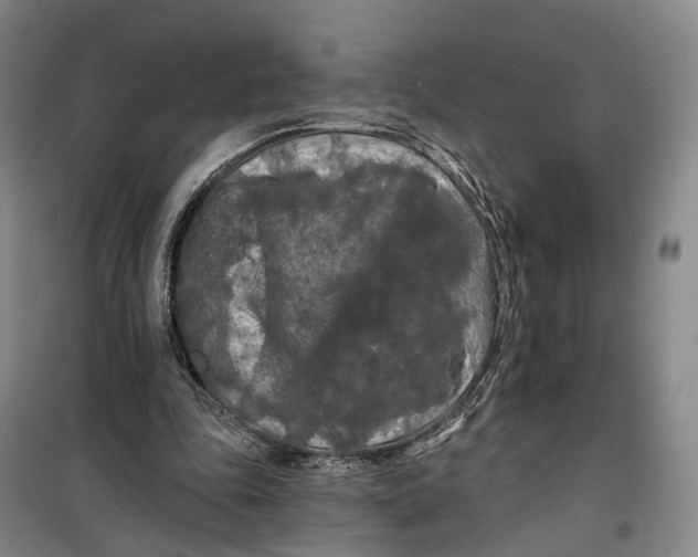 X0000099450343200805301517