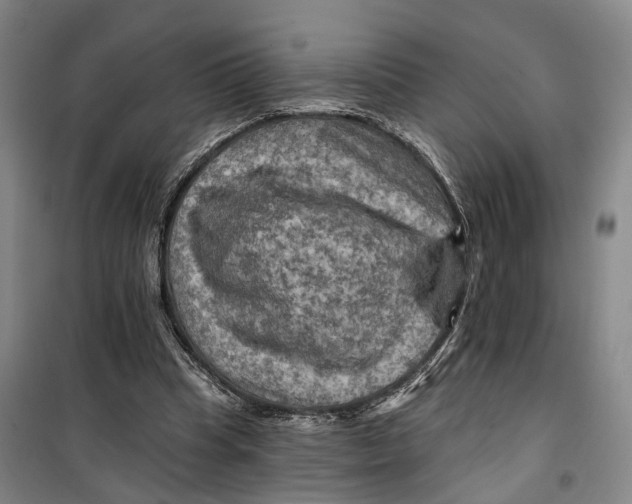 X0000099450345200805301517