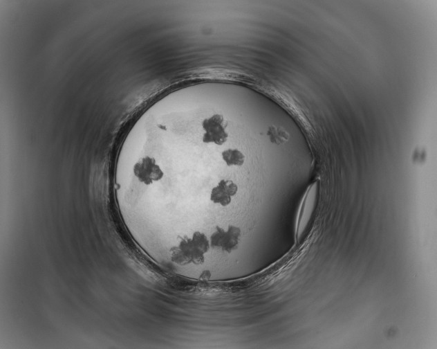 X0000099450349200805301517