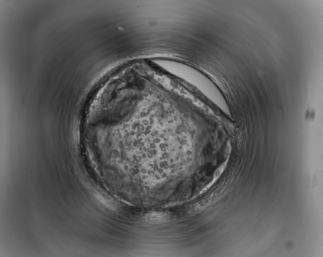 X0000099450350200805301517