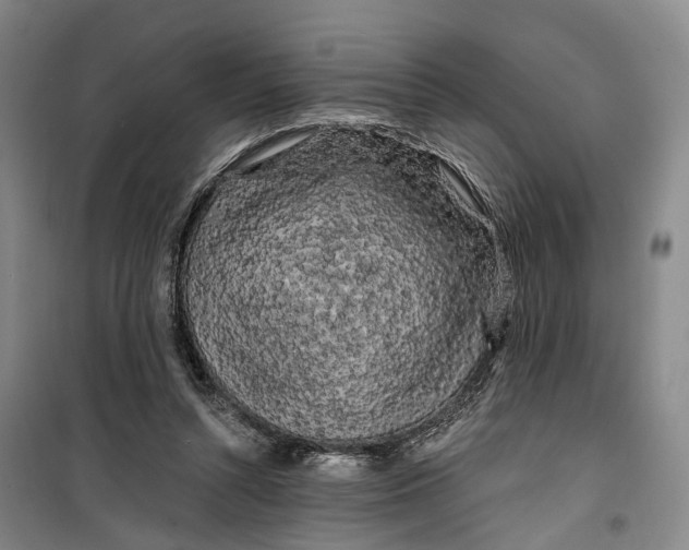 X0000099450352200805301517