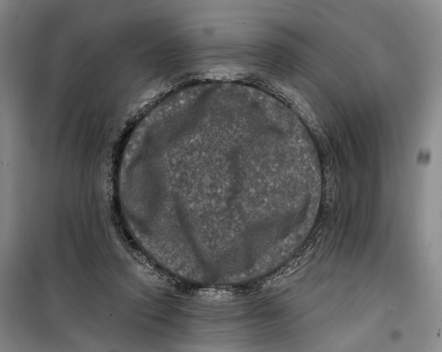 X0000099450354200805301517