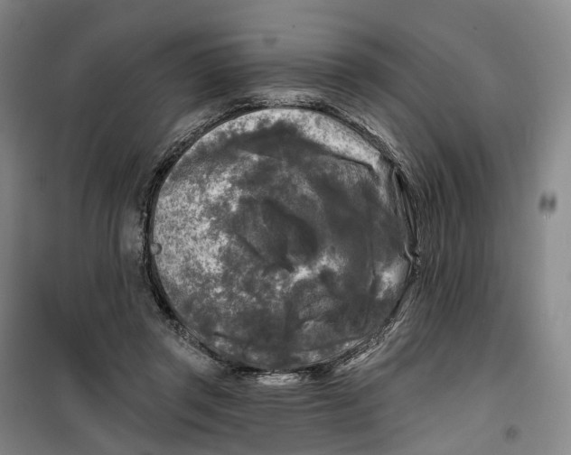 X0000099450357200805301518