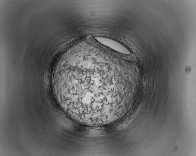 X0000099450359200805301518