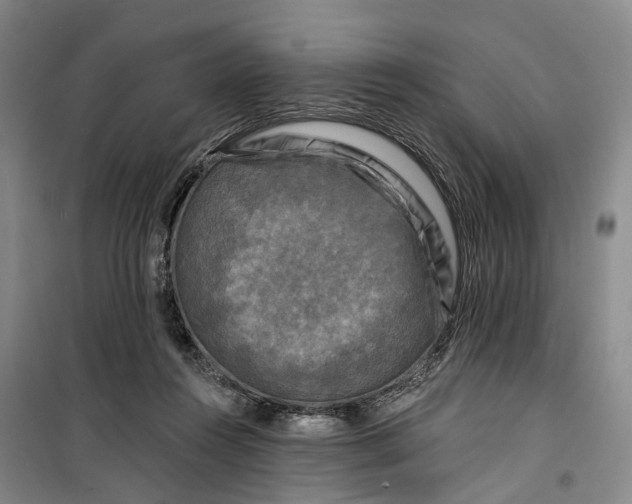 X0000099450360200805301518