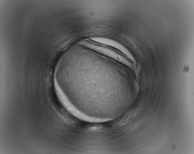 X0000099450364200805301518