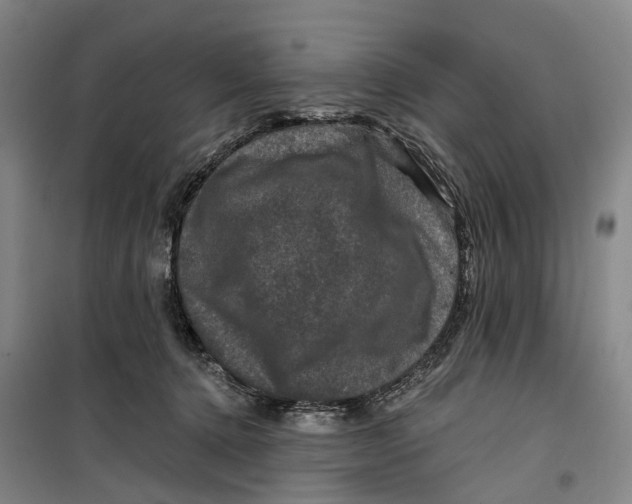 X0000099450368200805301518