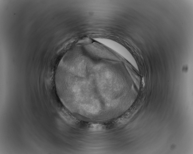 X0000099450376200805301518