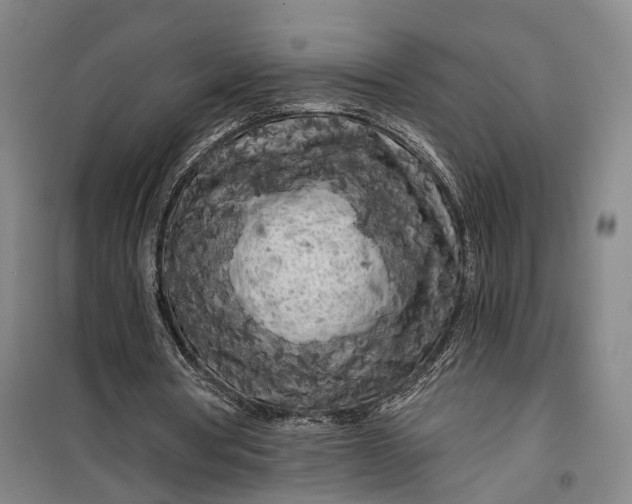 X0000099450386200805301517