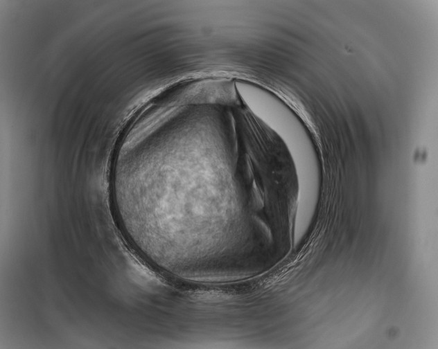 X0000099450389200805301517