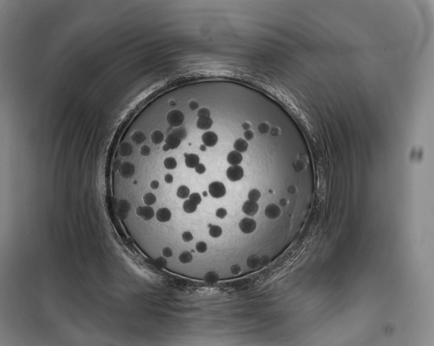 X0000099450390200805301517