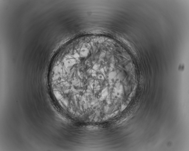 X0000099450394200805301517