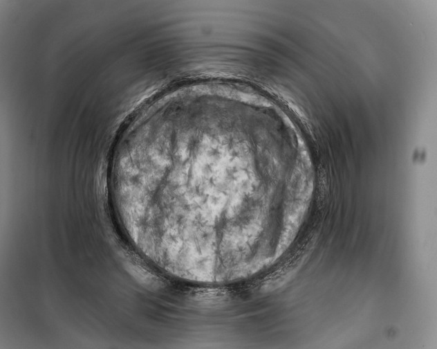 X0000099450398200805301517