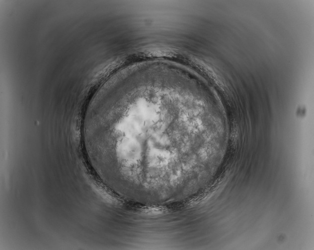 X0000099450402200805301517