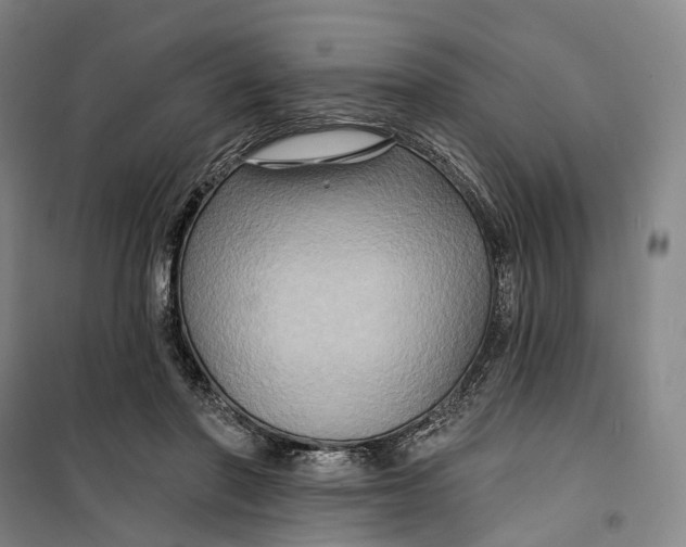 X0000099450406200805301517