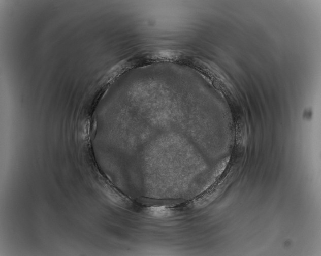 X0000099450425200805301517