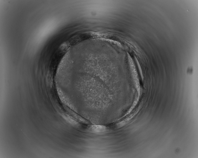 X0000099450429200805301517