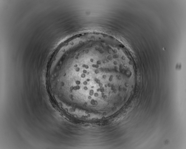 X0000099450434200805301516